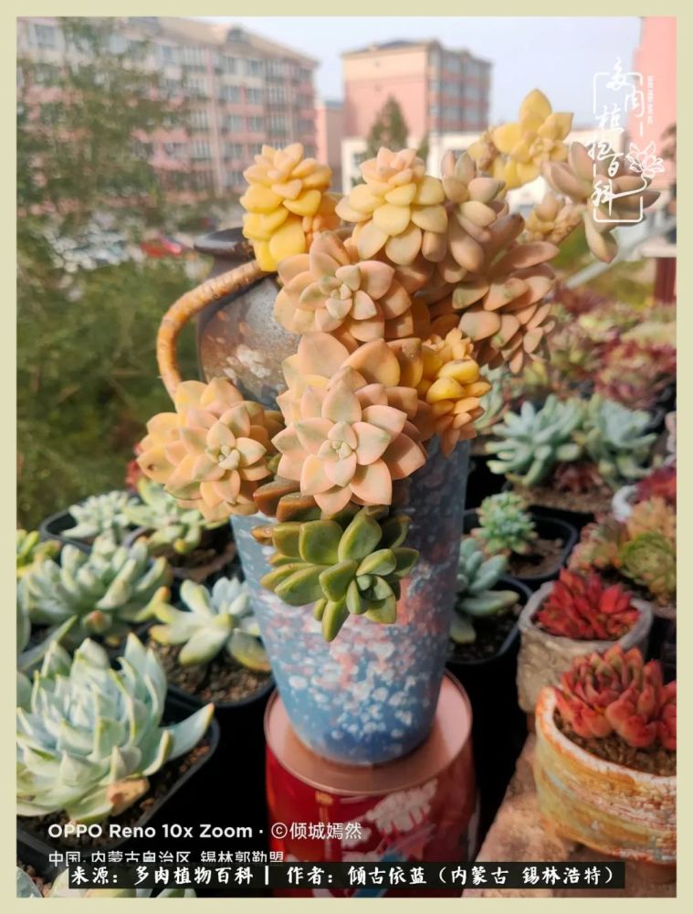美杏锦,在经历了三年前冰雹后,今年你给我展现了你坚强的一面!