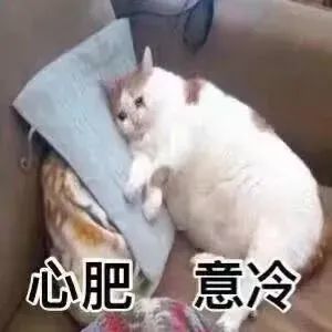 表情包图片大全:可爱猫咪表情包动图0309期