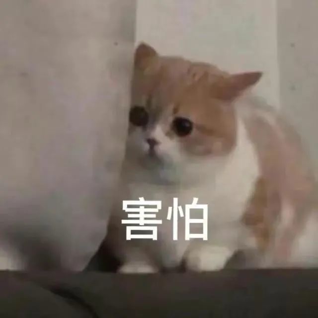 可爱表情包猫咪害怕