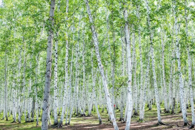 呼伦贝尔的四季里,藏着超有格调的白桦林,这里有看不尽的风景!