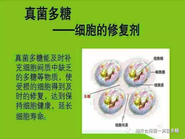 真菌多糖——食用菌功能的灵魂