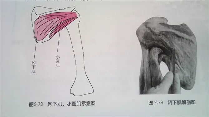 ((图2-80,2-81)冈下肌:起点:肩胛骨冈下窝.