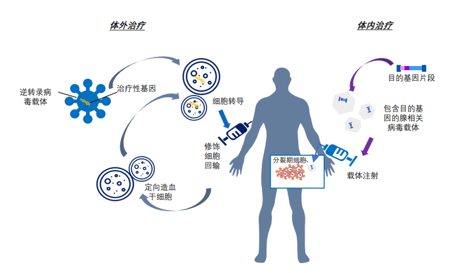 体外基因治疗和体内基因治疗过程示例资料来源:弗若斯特沙利文由来已