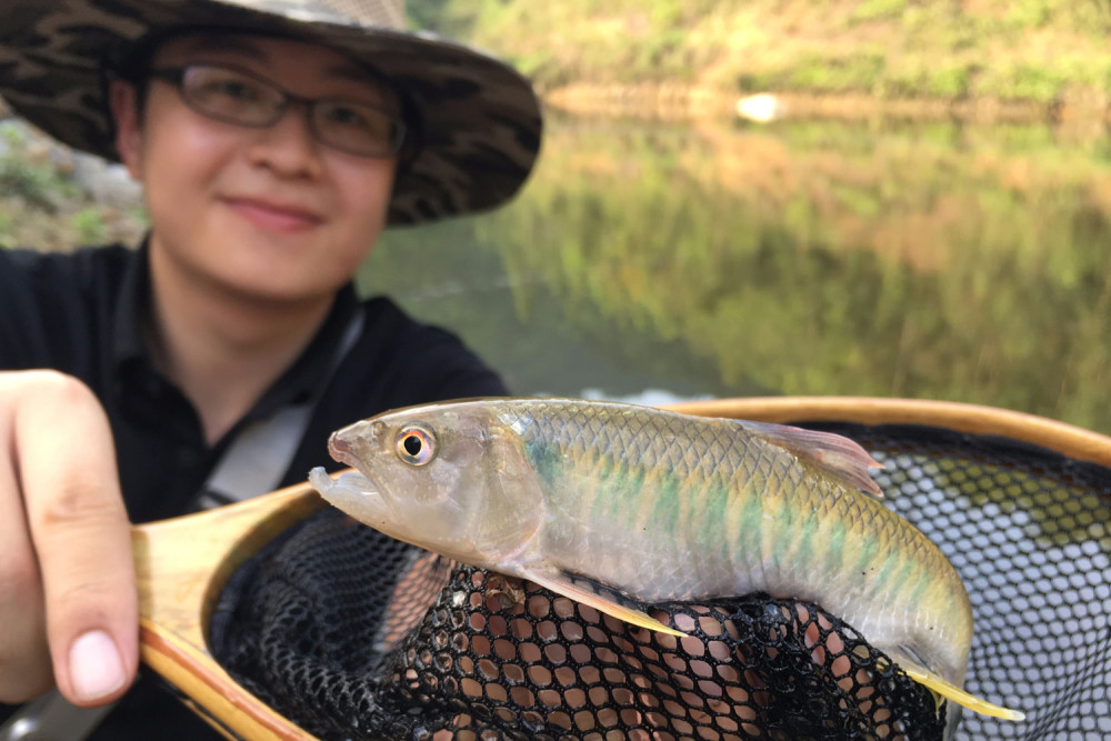 马口鱼最喜欢吃什么味型的食物?马口鱼的觅食习性和垂钓技巧