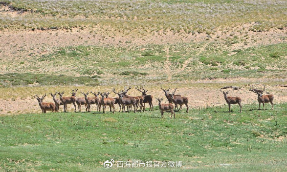 三江源国家公园,野生动物的乐园