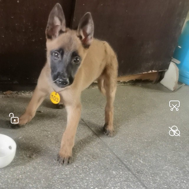 马犬jack成长之中的点点滴滴,一路走来发生过很多,希望和它以后可以健