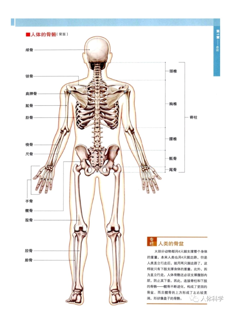 【3d人体解剖图】人体骨骼 肌肉