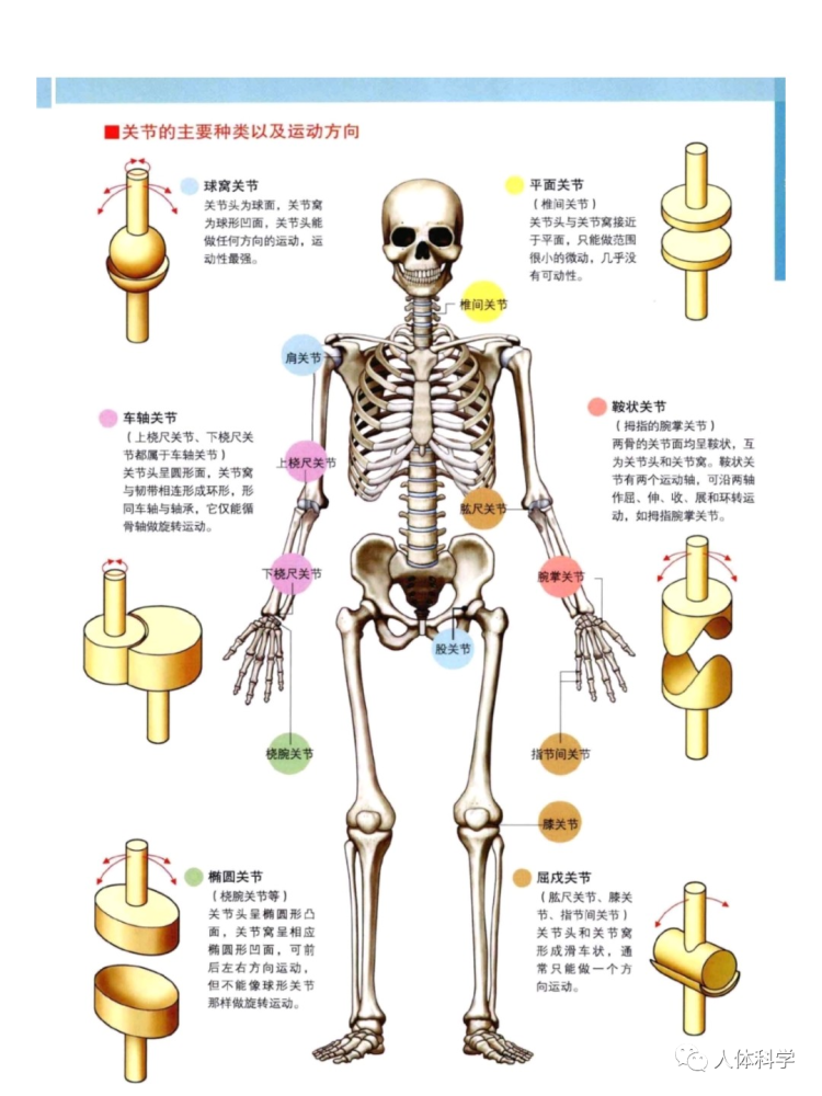 3d人体解剖图人体骨骼肌肉