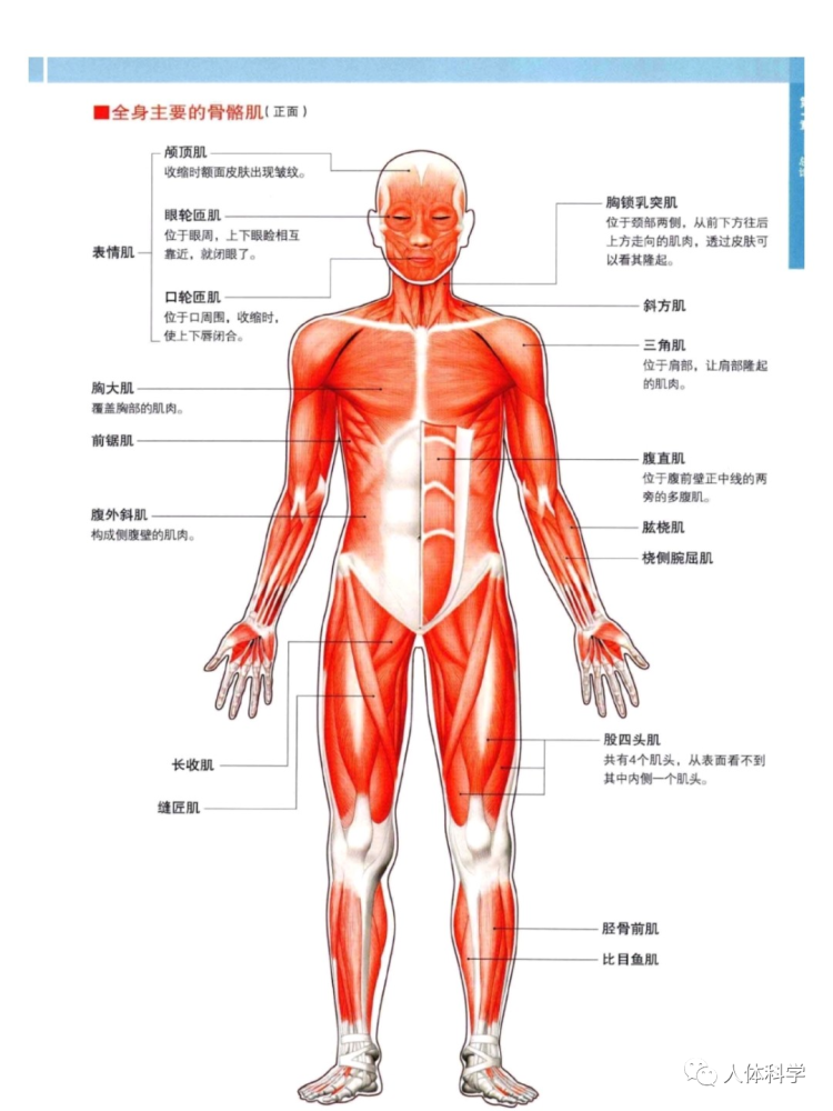 【3d人体解剖图】人体骨骼 肌肉_腾讯新闻