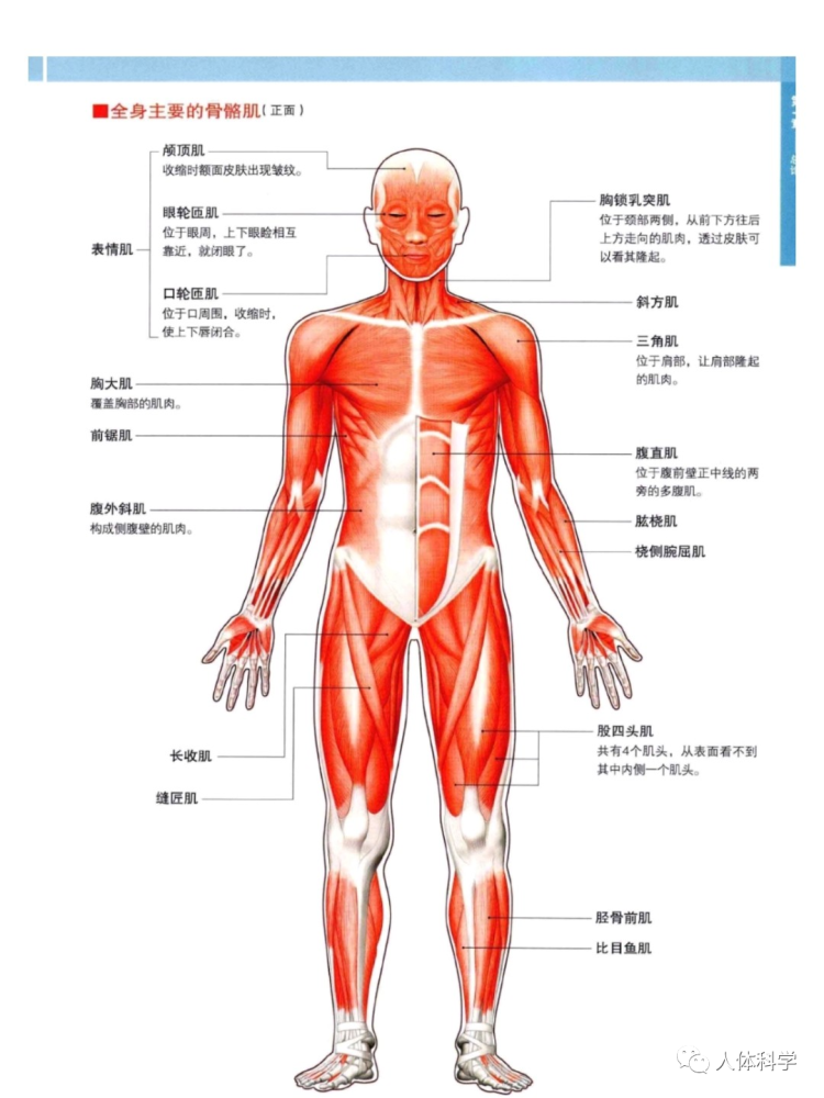 【3d人体解剖图】人体骨骼 肌肉