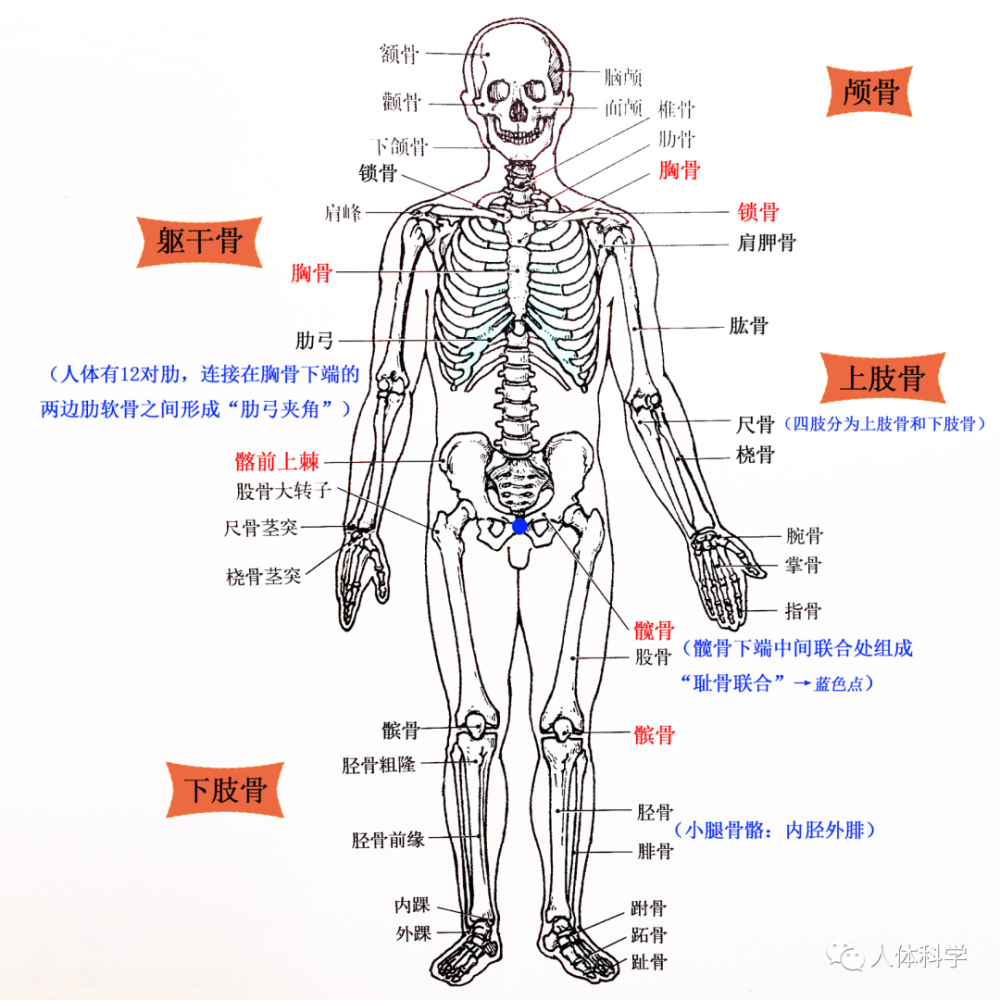 【3d人体解剖图】人体骨骼 肌肉