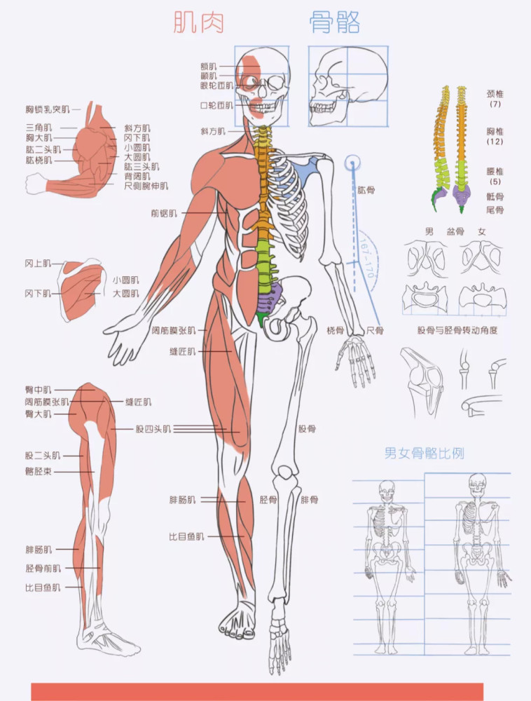 在人体的正常比例中,腰线与手肘部位是基本平齐的.