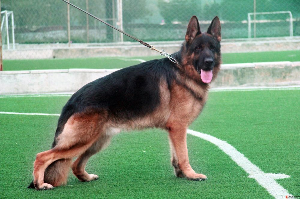 德牧那么聪明为什么现在都喜欢养马犬以下几个方面告诉你真正原因