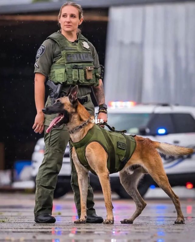 马犬在什么时候进行基础训练最合适