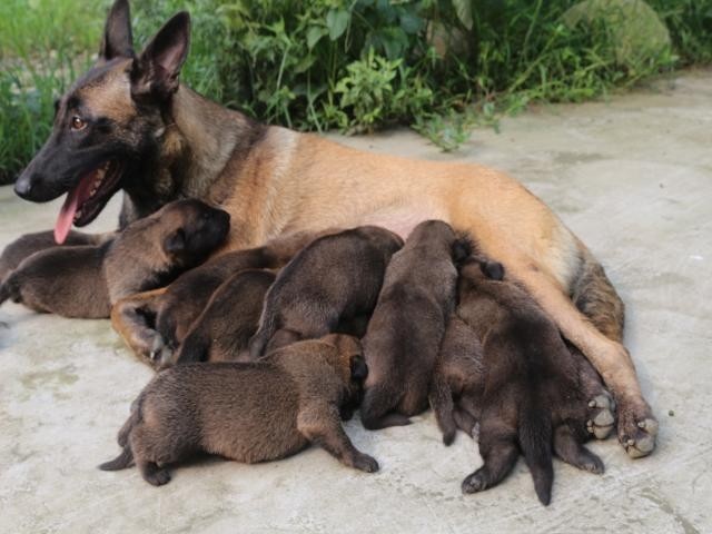 德牧那么聪明为什么现在都喜欢养马犬,以下几个方面告诉你真正原因!