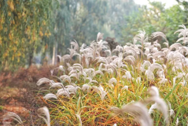 educationbaby深秋是芦苇花盛开的季节,风儿在吹,苇杆在摇,朵朵苇花