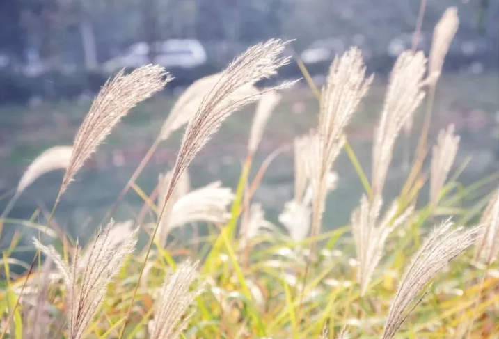 educationbaby深秋是芦苇花盛开的季节,风儿在吹,苇杆在摇,朵朵苇花