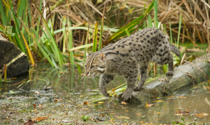 在渔猫在阿富汗已经确定灭绝,在马来西亚和中国也已极为罕见,而在其