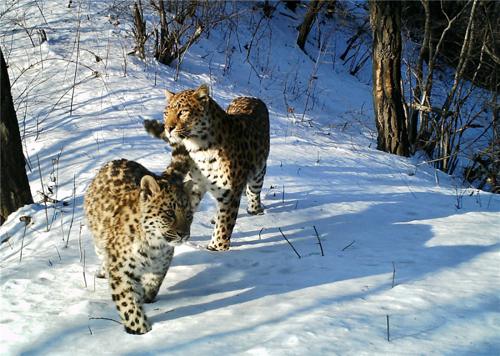 "华北豹"近年来频频现身,豹子出没,能控制泛滥的野猪吗?