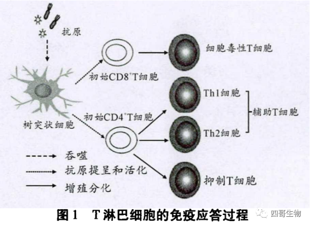 其分为3种类型:细胞毒性t细胞(tc细胞,辅助t细胞(th细胞)和抑制t细胞