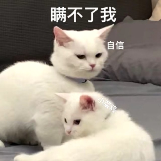 沙雕表情包‖"托腮"