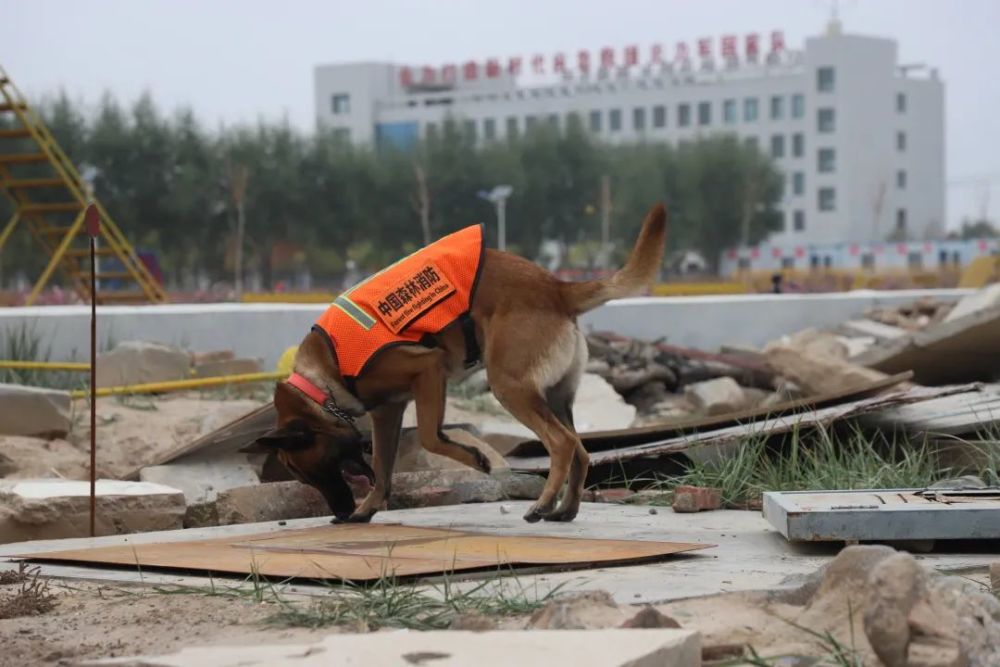 直击"搜救犬"训练—我的无言战友