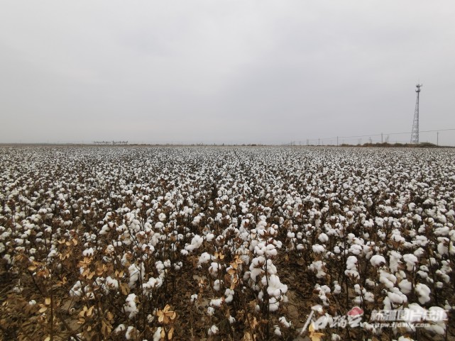 据了解,目前,阜康市棉花种植面积约22万亩,当地农业部门计划逐步推广