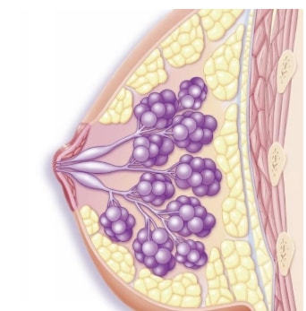 泸州锦欣专业通乳师分享堵奶通乳的正确方式