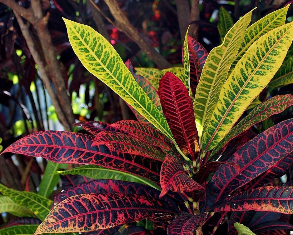 珍贵的热带观叶植物——变叶木的植物非试管高效快繁技术