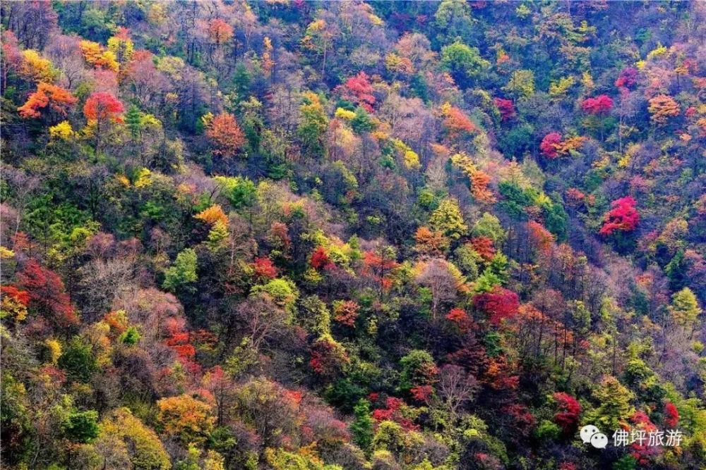 从山脚阔叶林到山顶针叶林,火红,玫红,紫红等色彩绚丽的秋叶,摇曳着秋