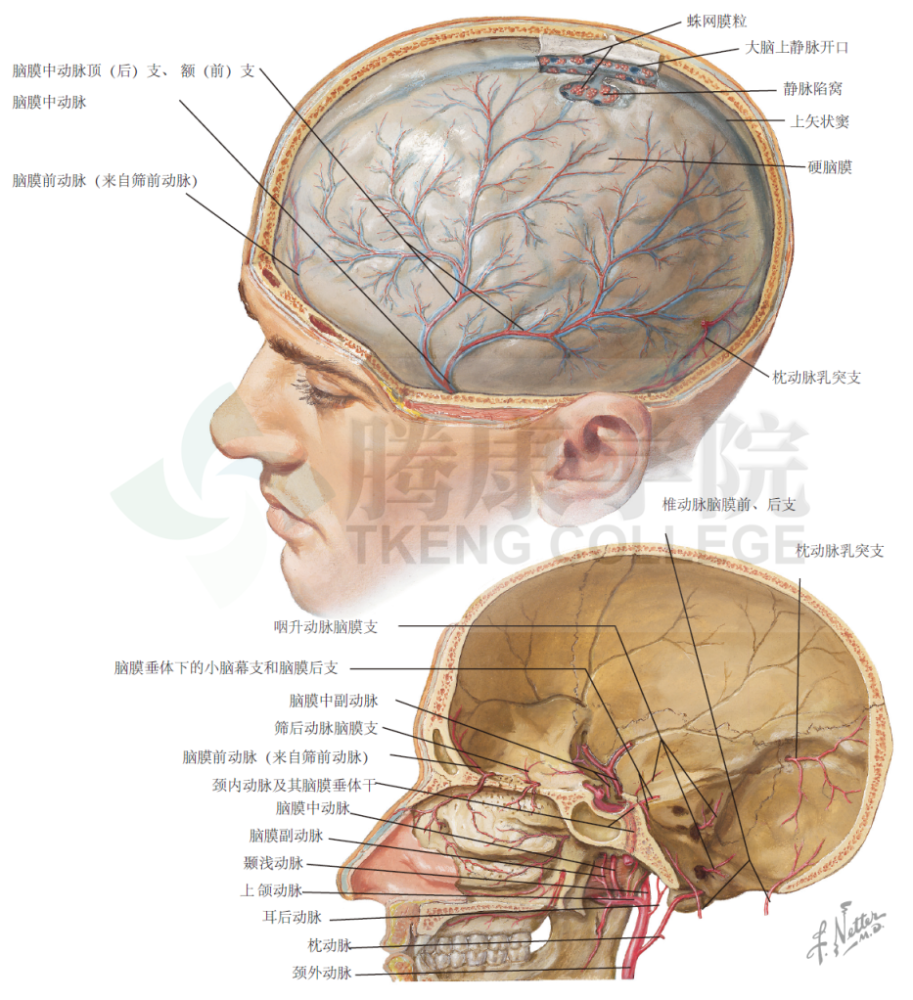 脑膜的动脉位于硬脑膜外面,不仅为硬脑膜供应血流,还为相邻的颅骨