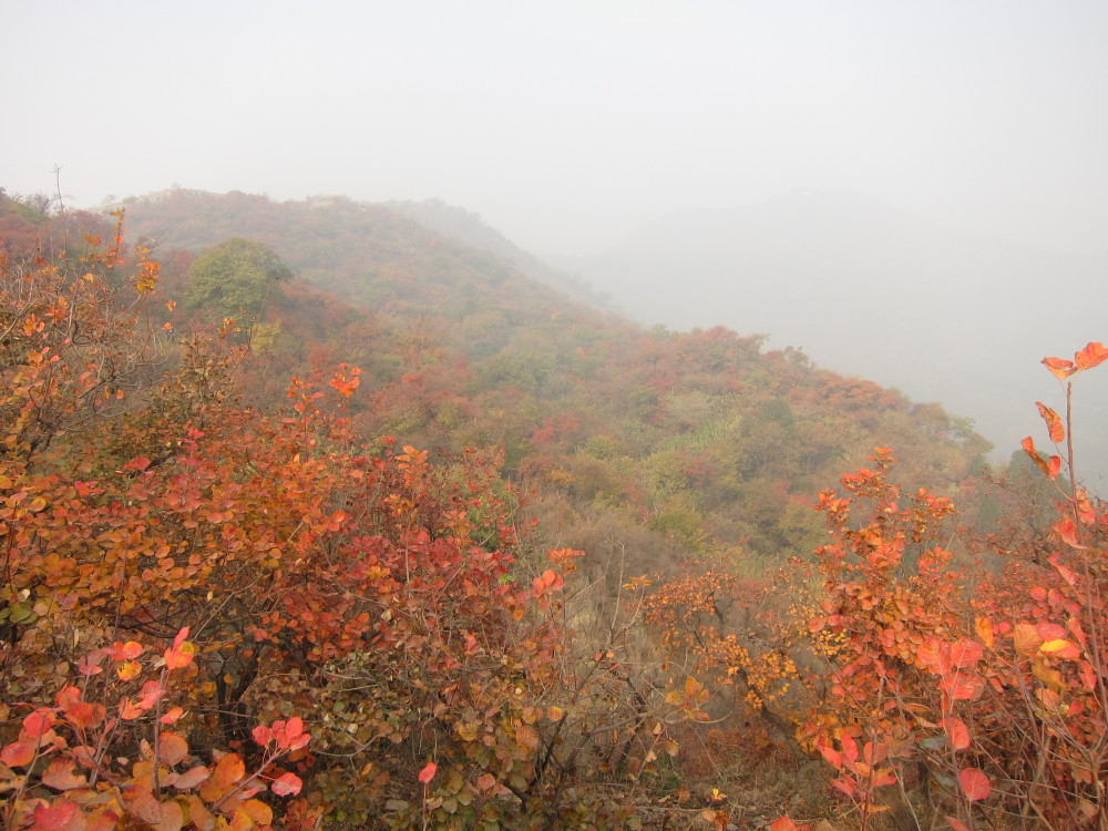 北京香山红叶,闻名中外.每年秋天,漫山遍野都是观赏红叶的人群.