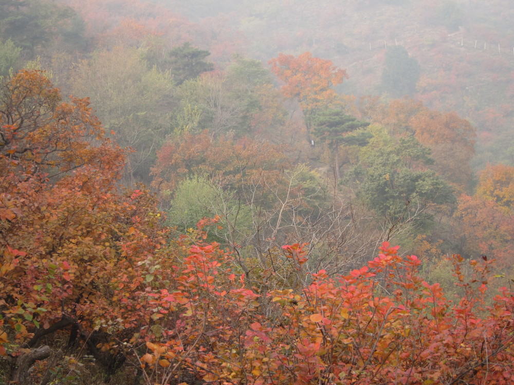 北京香山红叶,闻名中外.每年秋天,漫山遍野都是观赏红叶的人群.