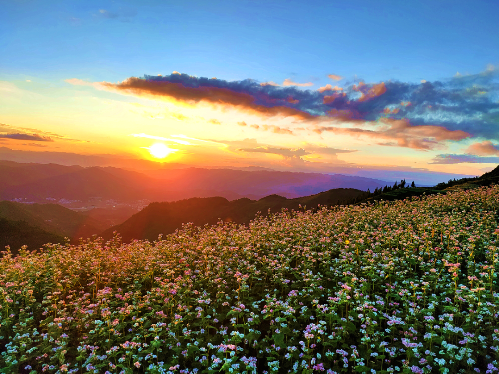 临沧凤庆:"云上花海"这么来