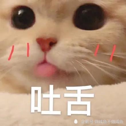 可爱猫猫头表情包:非要我这样看着你吗?