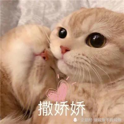 可爱猫猫头表情包:非要我这样看着你吗?