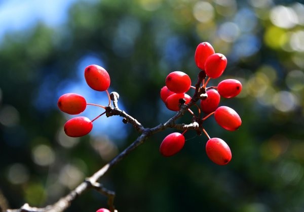 重阳节古人插戴的茱萸,原来长这样