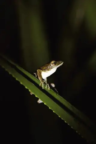 我们知道,青蛙捕食大量的田间害虫,是丰收的卫士,也是人类的好朋友