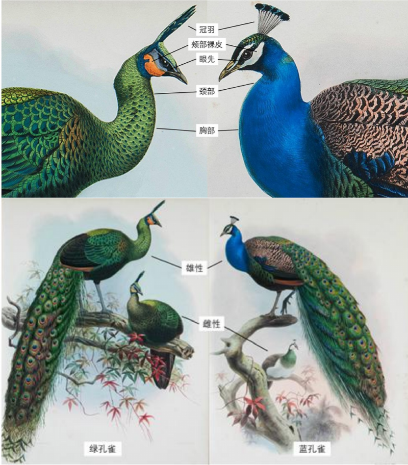 黑颈鹤绿孔雀鸟类学家杨晓君的鸟与梦飞行