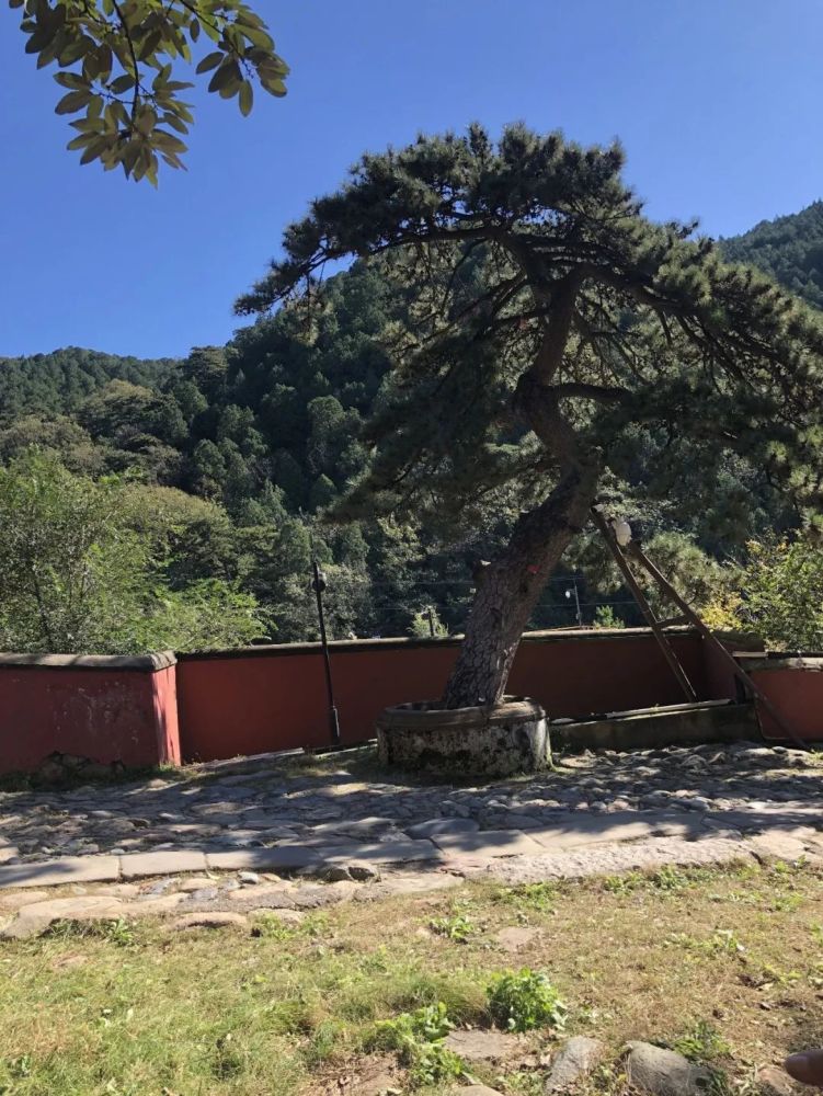 潭柘寺白皮松6潭柘寺写生实景图写生墨稿2021/10/12潭柘寺帝王树又一