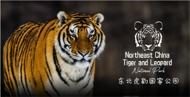 46万平方公里,才只有50只东北虎,我国的保护成果在哪里?