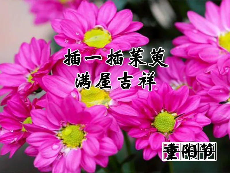 重阳节,送你久久的祝福!愿你幸福久久,好运久久,重阳节快乐!