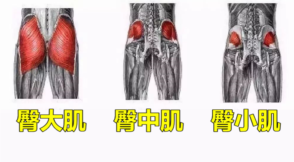 这里原本肌肉的位置发生了改变,让更大的臀部肌肉来到了中间