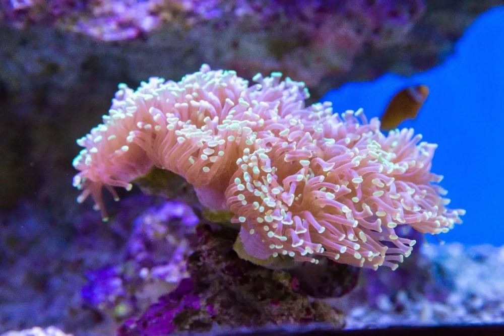 重阳节就要登高高赏海菊