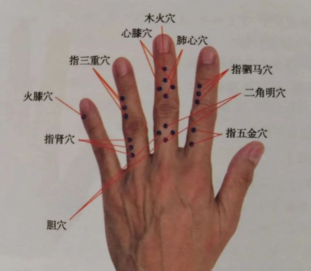 血管:在食指挠侧指掌关节前方,有来自挠动脉的指背及掌侧动,静脉.