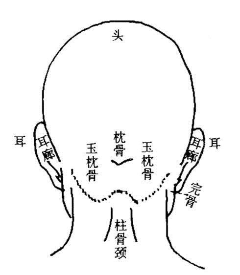 在面相学上,头部后部的突出骨骼是后枕骨.