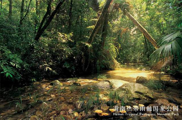 海南热带雨林国家公园