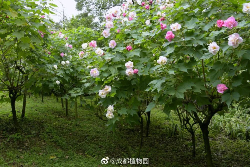 50000株芙蓉在成都市区盛放地铁直达不要门票