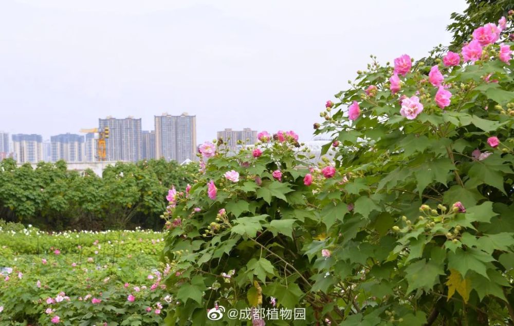 50000株芙蓉在成都市区盛放地铁直达不要门票