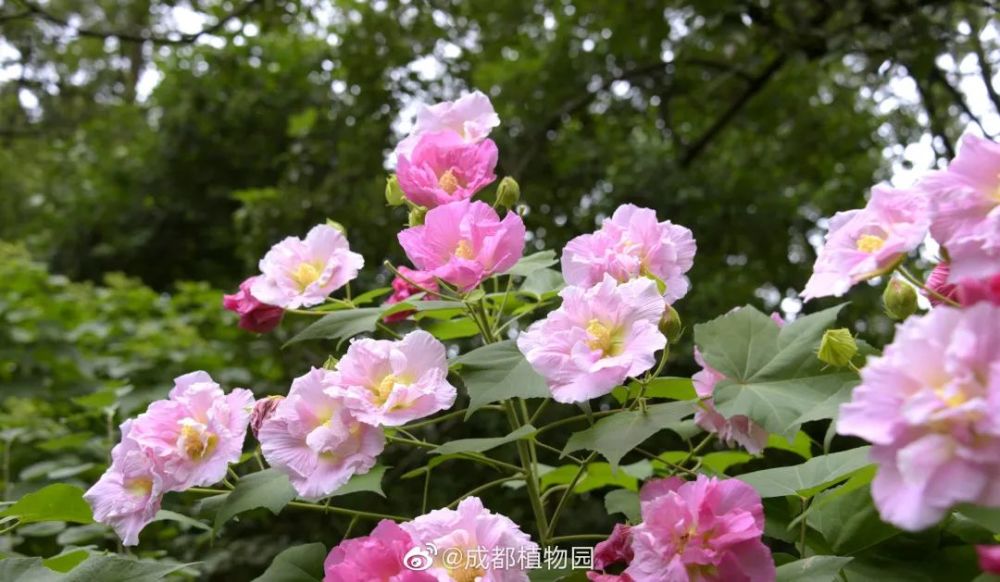 50000株芙蓉在成都市区盛放地铁直达不要门票